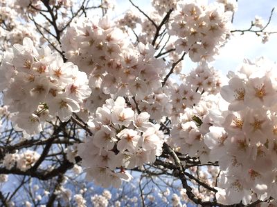 桜