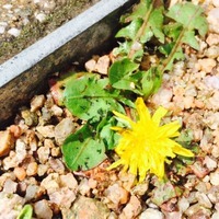 たんぽぽ