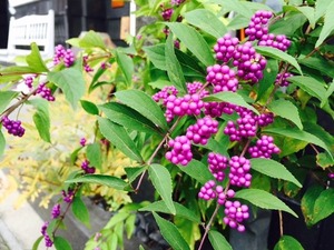 紫式部