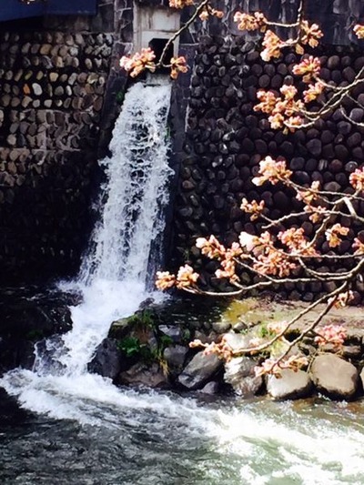 荒城川の桜20160408リサイズ