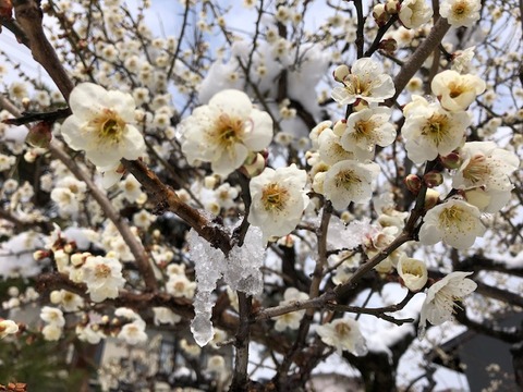 20190403