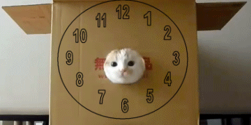 Cat_5a4f43_2106307