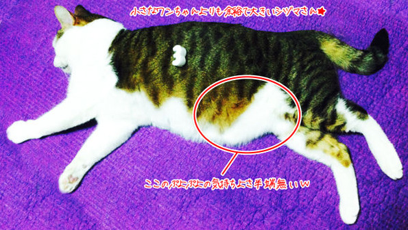 えでd