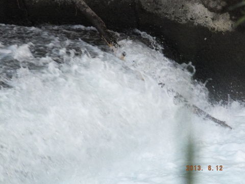 S0172021