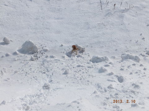 S0039005