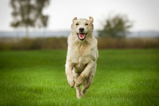 golden_zoomies