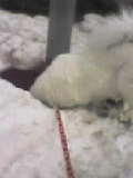 nikki_0404003003