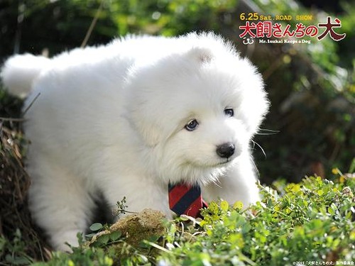 inukai01wp1024768_a