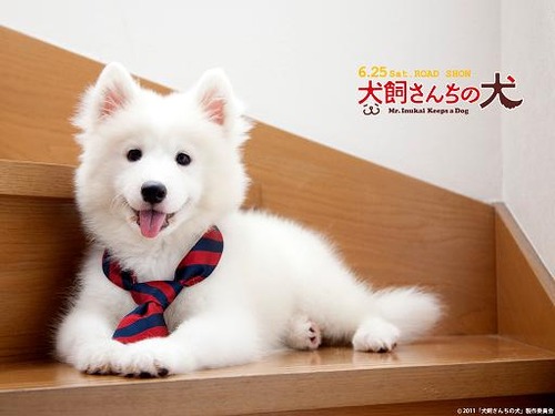 inukai02wp1024768_a