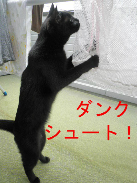 BlogPaint