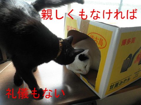 BlogPaint