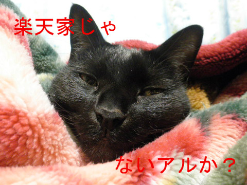 BlogPaint