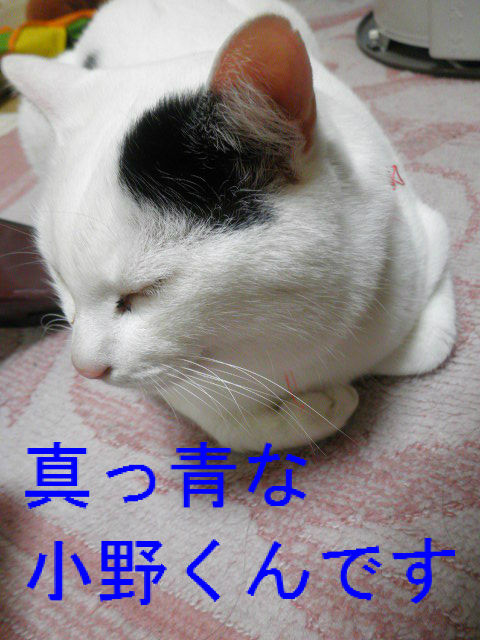 BlogPaint