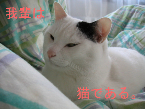 BlogPaint