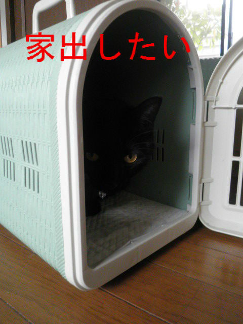 BlogPaint