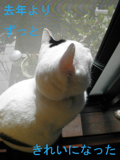 BlogPaint