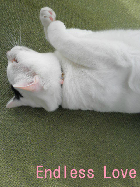 BlogPaint