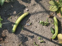 P8131887