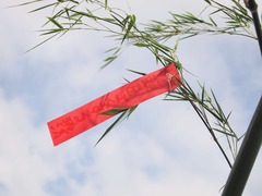 P7231313_compressed