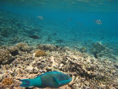 Seychelles36