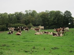 Camembert04