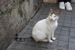 neko04