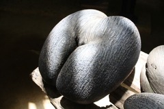 Seychelles16