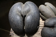Seychelles17