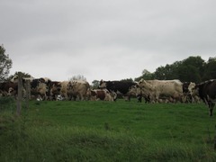 Camembert05