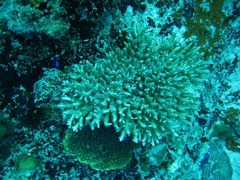 Seychelles33