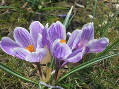 crocus04