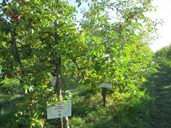 APPLE48