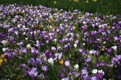 090324 crocus04