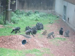 Burgerzoo33