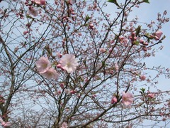 Sakura22