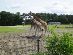 BeekseBergen42