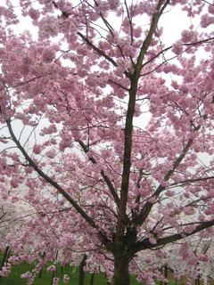 Sakura400-04