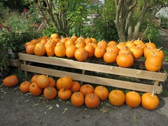 Pluktuin06