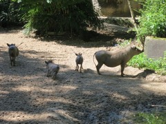 Burgerzoo08