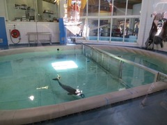 dolfinarium38