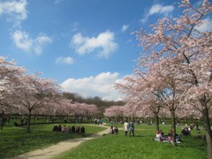 Sakura27
