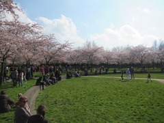 Sakura30