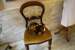 KattenKabinet04