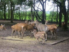 BeekseBergen12