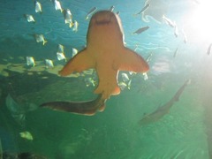 Sealife26
