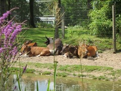 Burgerzoo26