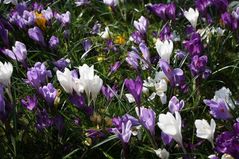 090324 crocus05