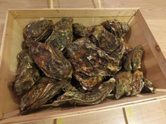 Oyster04