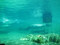dolfinarium30