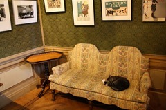 KattenKabinet14